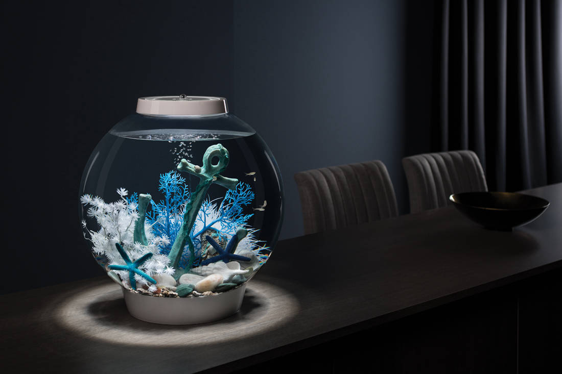 Create a stunning aquarium for your home | Lookboxliving